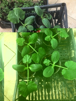 18.02.19 023.JPG (227.03 KiB) Osservato 726 volte 18.02.19 023.JPG