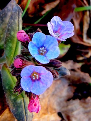 1polmonaria (2).JPG (105.34 KiB) Osservato 3058 volte 1polmonaria (2).JPG