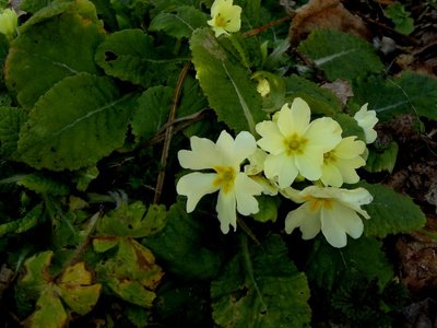 2DSCN9466.JPG (101.43 KiB) Osservato 3058 volte 2DSCN9466.JPG