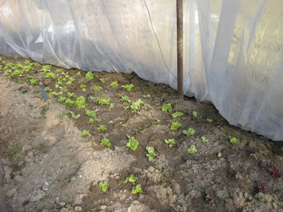 DSCN9481.JPG (129.15 KiB) Osservato 3055 volte DSCN9481.JPG