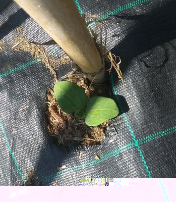 z1.jpg (233.41 KiB) Osservato 1294 volte z1.jpg