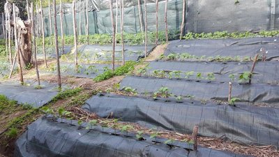 PANORAMICA 3.jpg (139.85 KiB) Osservato 1139 volte PANORAMICA 3.jpg