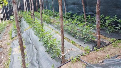 SAN MARZANO 1.jpg (156.68 KiB) Osservato 1127 volte SAN MARZANO 1.jpg