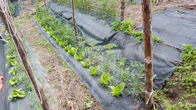 SAN MARZANO E INSALATE.jpg (166.56 KiB) Osservato 1127 volte SAN MARZANO E INSALATE.jpg