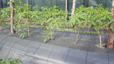 SAN MARZANO SCACCHIATO 1.jpg (154.07 KiB) Osservato 1127 volte SAN MARZANO SCACCHIATO 1.jpg