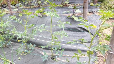 CILIEGINO SCACCHIATO.jpg (172.6 KiB) Osservato 1122 volte CILIEGINO SCACCHIATO.jpg