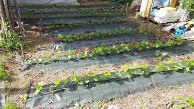 CANNELLINI 3.jpg (162.29 KiB) Osservato 1122 volte CANNELLINI 3.jpg