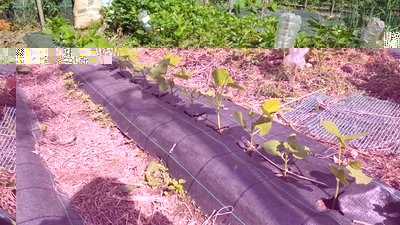 CANNELLINI 1.jpg (189.44 KiB) Osservato 1122 volte CANNELLINI 1.jpg