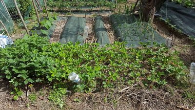 FRAGOLE 1.jpg (196.91 KiB) Osservato 1120 volte FRAGOLE 1.jpg