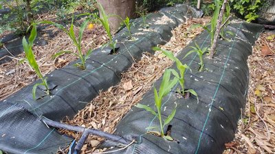 MAIS.jpg (186.15 KiB) Osservato 1117 volte MAIS.jpg