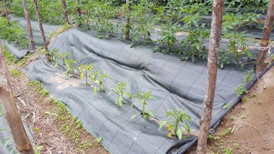 PEPERONCINI VERDI.jpg (147.33 KiB) Osservato 1117 volte PEPERONCINI VERDI.jpg