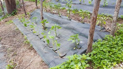 PEPERONI E FAGIOLINI.jpg (169.29 KiB) Osservato 1117 volte PEPERONI E FAGIOLINI.jpg