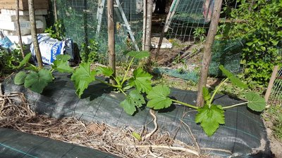 ZUCCHINE.jpg (181.26 KiB) Osservato 1117 volte ZUCCHINE.jpg