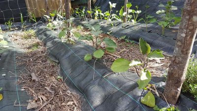 MELENZANE.jpg (162.11 KiB) Osservato 1114 volte MELENZANE.jpg