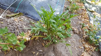 RUCHETTA.jpg (138.94 KiB) Osservato 1114 volte RUCHETTA.jpg