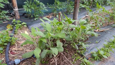 SALVIA.jpg (152.83 KiB) Osservato 1114 volte SALVIA.jpg