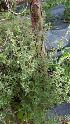 MAGGIORANA.jpg (147.93 KiB) Osservato 1114 volte MAGGIORANA.jpg