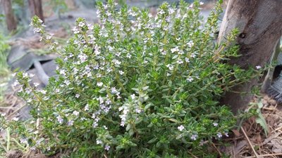 TIMO.jpg (130 KiB) Osservato 1114 volte TIMO.jpg