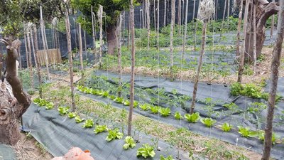 Prima fila appesa.jpg (166.46 KiB) Osservato 509 volte Prima fila appesa.jpg