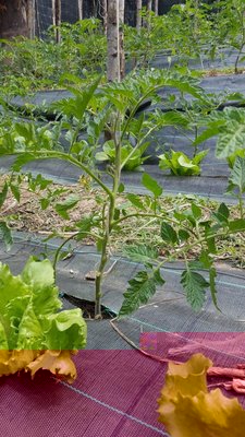 san marzano impiccato.jpg (148.44 KiB) Osservato 509 volte san marzano impiccato.jpg