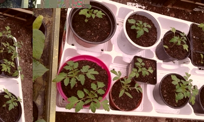 Questi sono i principe borghese / 102.1.JPG 102.1.JPG