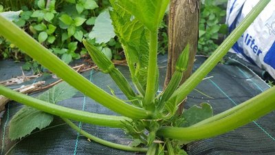 20190509_190940.jpg (109.53 KiB) Osservato 549 volte 20190509_190940.jpg