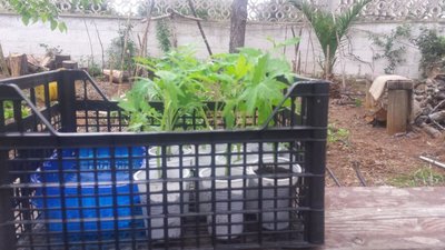 Pomodori da trapiantare / 20190512_062315.jpg 20190512_062315.jpg