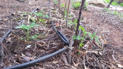 Pomodori trapiantati / 20190512_070855.jpg 20190512_070855.jpg