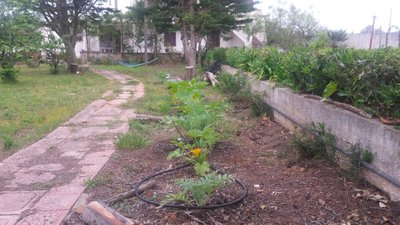 Fila di Zucchine e carciofi / 20190512_062130.jpg 20190512_062130.jpg