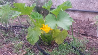 Zucchino in fiore / 20190512_062155.jpg 20190512_062155.jpg