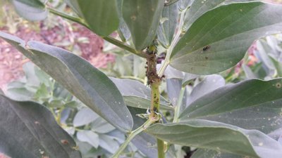 Infestanti sulle fave / 20190513_174333.jpg 20190513_174333.jpg