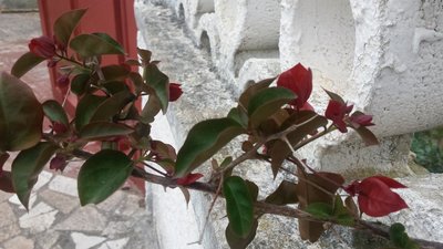 Bouganvilla / 20190512_073017.jpg 20190512_073017.jpg