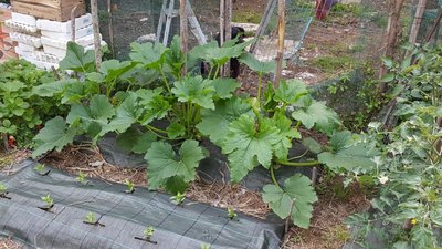 zucchine.jpg (147.23 KiB) Osservato 513 volte zucchine.jpg