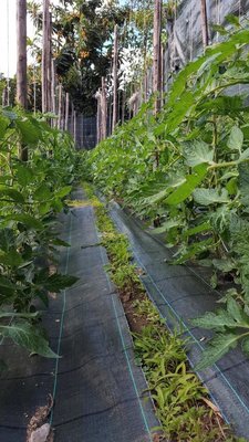 san marzano 1.jpg (155 KiB) Osservato 513 volte san marzano 1.jpg