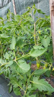 san marzano 2.jpg (146.85 KiB) Osservato 513 volte san marzano 2.jpg