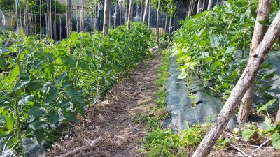 san marzano 3.jpg (184.18 KiB) Osservato 513 volte san marzano 3.jpg