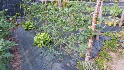 ciliegini.jpg (164.02 KiB) Osservato 512 volte ciliegini.jpg