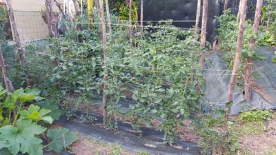 datterini.jpg (159.92 KiB) Osservato 512 volte datterini.jpg