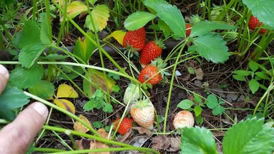 fragole 2.jpg (125.17 KiB) Osservato 512 volte fragole 2.jpg