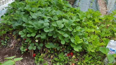 fragole 3.jpg (140.1 KiB) Osservato 512 volte fragole 3.jpg