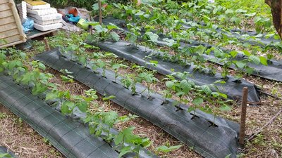 cannellini.jpg (171.11 KiB) Osservato 512 volte cannellini.jpg