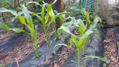 mais.jpg (159.51 KiB) Osservato 512 volte mais.jpg