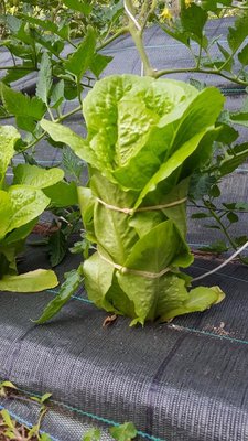 romana.jpg (120.15 KiB) Osservato 512 volte romana.jpg