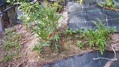 ruchetta selvatica.jpg (183.87 KiB) Osservato 512 volte ruchetta selvatica.jpg