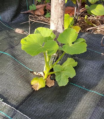 zucca.jpg (233.77 KiB) Osservato 511 volte zucca.jpg