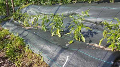 peperoncini verdi.jpg (166.84 KiB) Osservato 511 volte peperoncini verdi.jpg