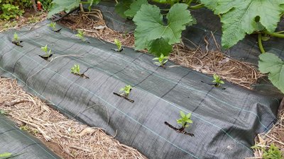 peperoncini piccanti.jpg (160.32 KiB) Osservato 511 volte peperoncini piccanti.jpg