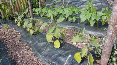 melenzane.jpg (157.78 KiB) Osservato 511 volte melenzane.jpg