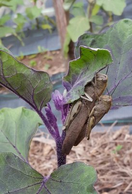 cavallette.jpg (92.06 KiB) Osservato 511 volte cavallette.jpg