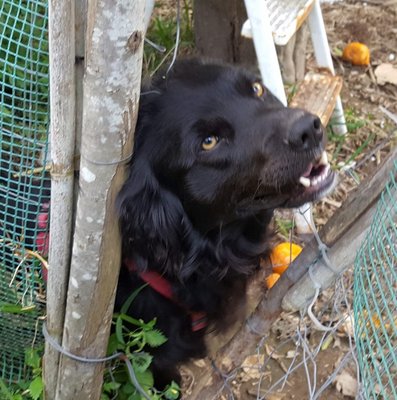 Balù.jpg (200.08 KiB) Osservato 511 volte Balù.jpg